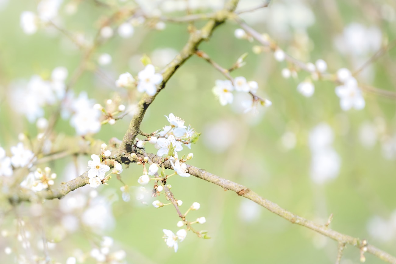 光のなかの花
